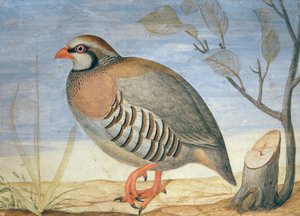 En rødbeint rapphøne (gouache på vellum)